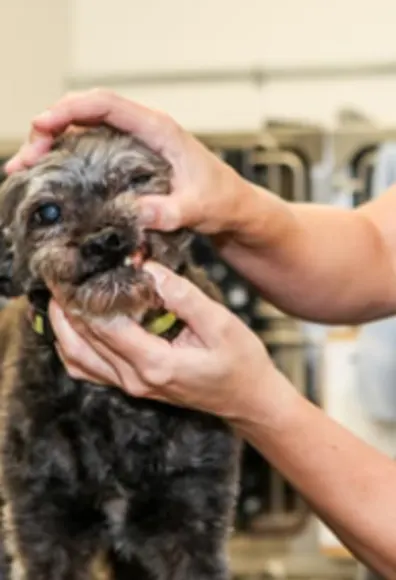 Gray Dog Getting Its Teeth Examined at Islington Village Animal Hospital